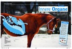 Artikel in „Mein Pferd„, Ausgabe Februar / 2010 Innere Organe