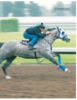Artikel in „The American Quarter Horse Racing Journal“, Ausgabe 04/08 Artikel über die IRAP-Therapie