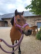 Sandkolik Shetlandpony